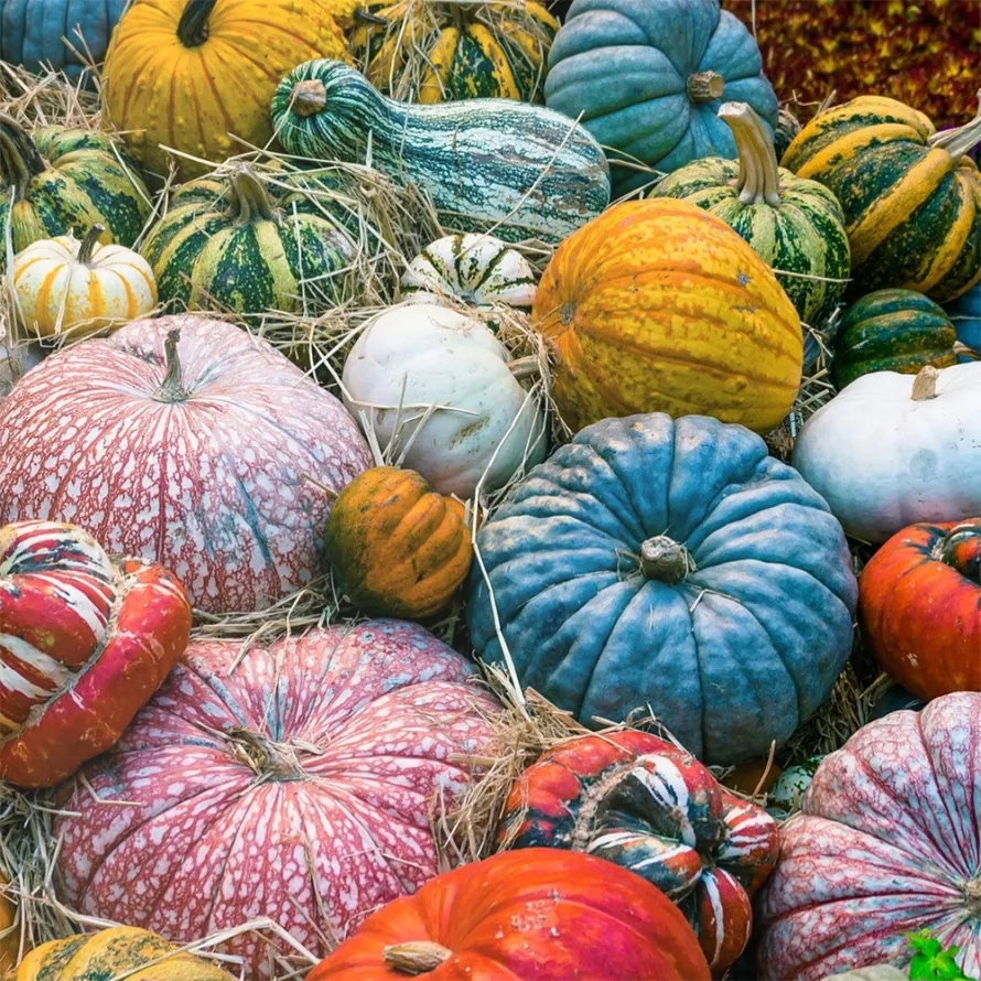 Oktoberdots pompoenen kopen in Nederland boerderijwinkel mertens